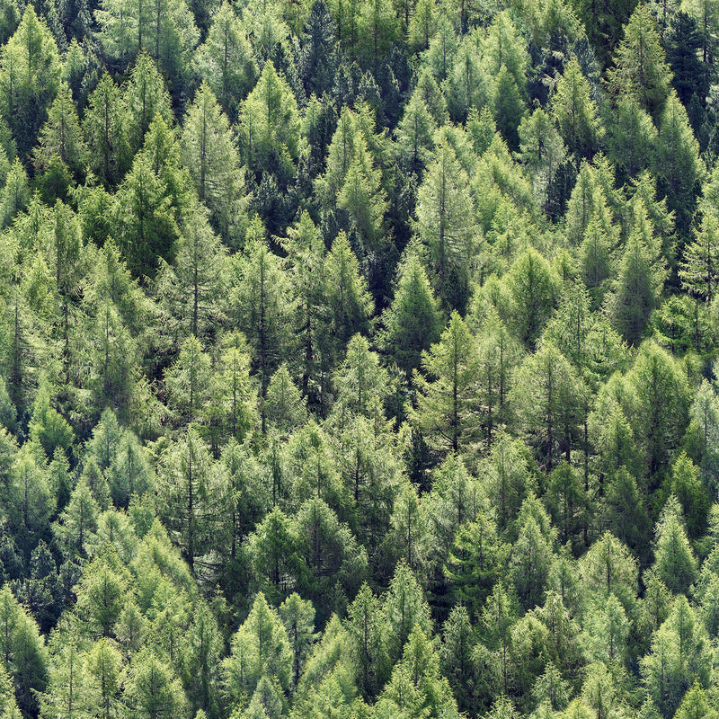 45730 The Woods and Wicker Green Wallpaper By Galerie