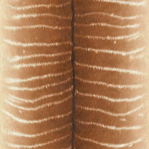 473520 African Queen II Wallpaper by Rasch