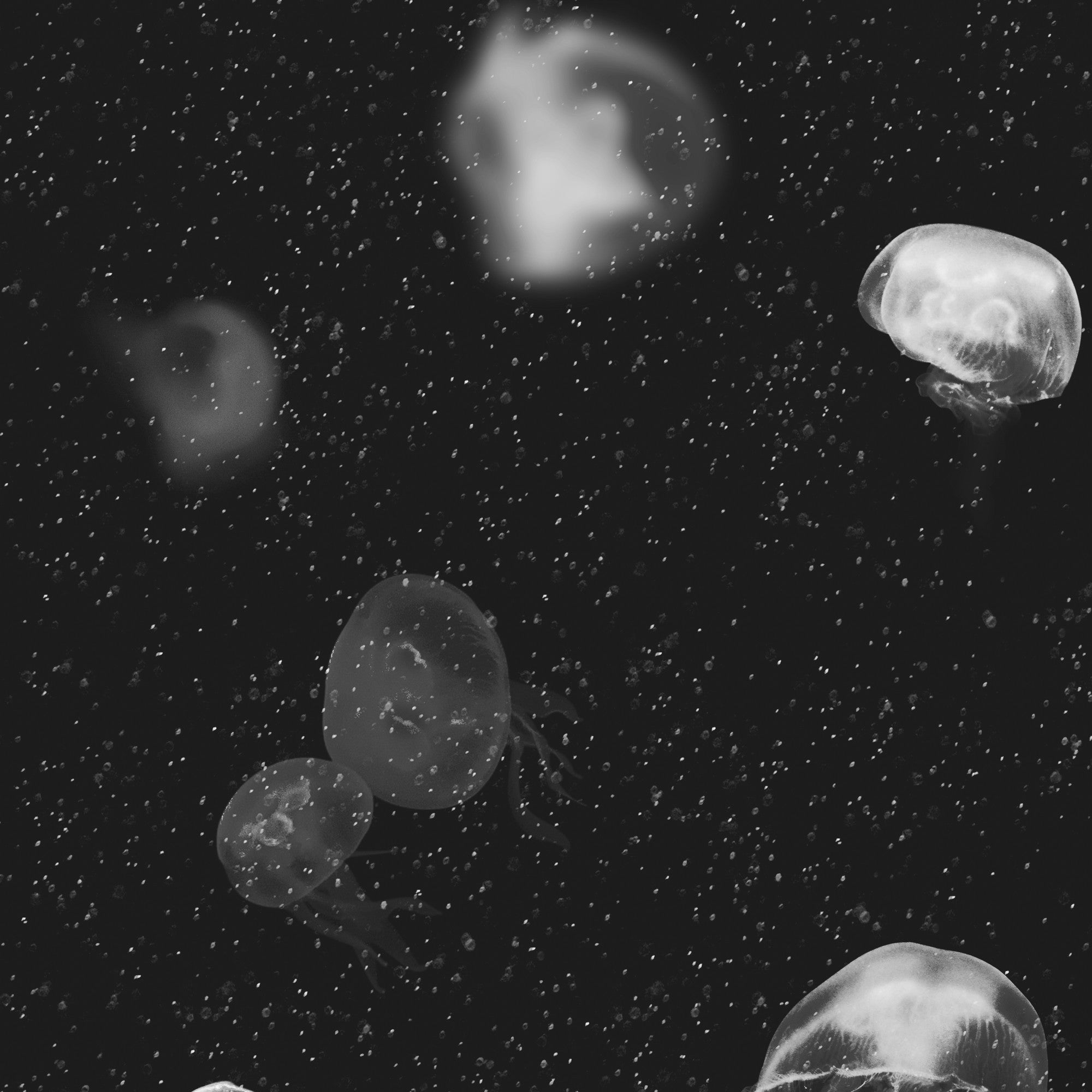 5800012 Jellyfish Black Essentia Wallpaper by Coordonné
