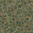 5800051 Peafowl Original Essentia Wallpaper by Coordonné