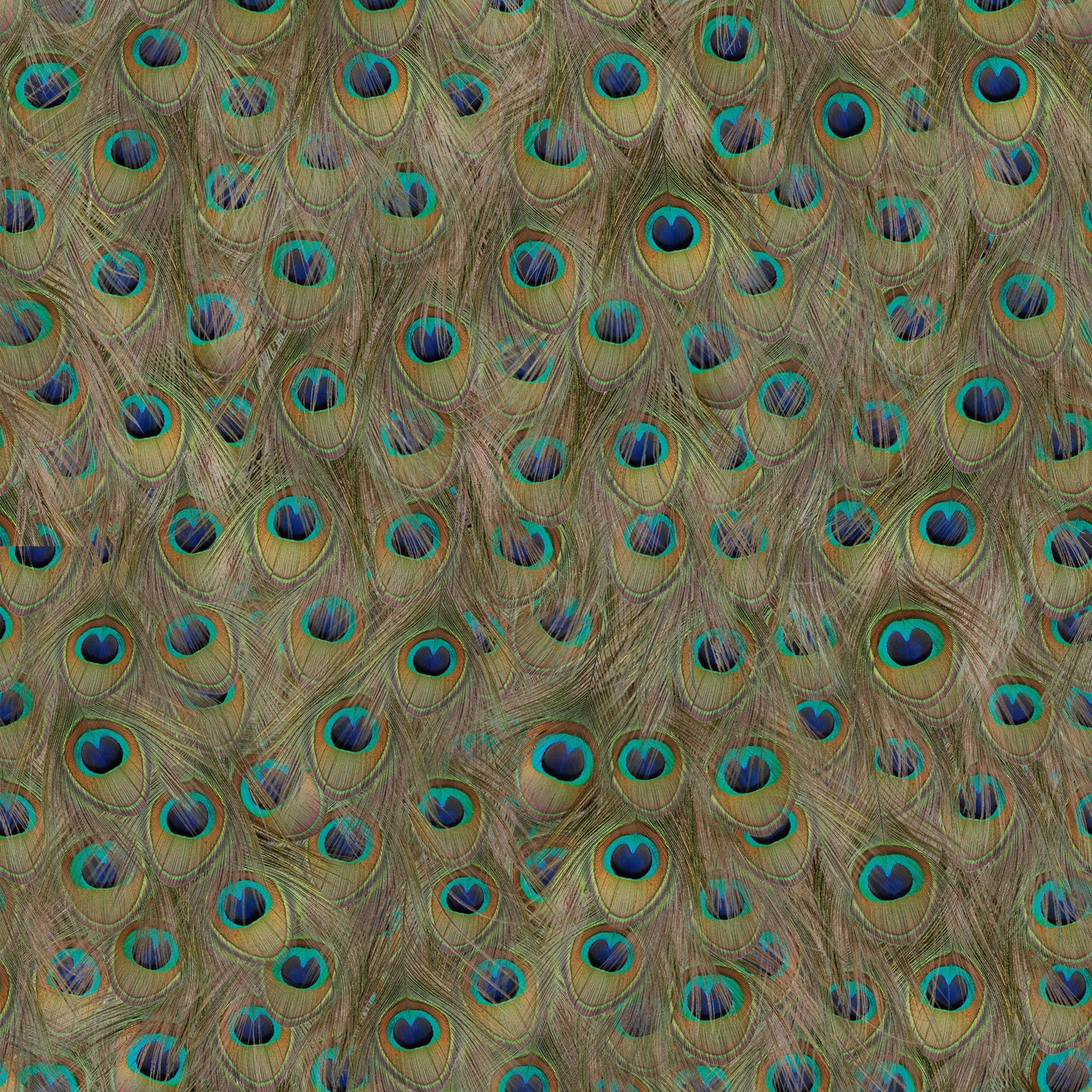 5800051 Peafowl Original Essentia Wallpaper by Coordonné