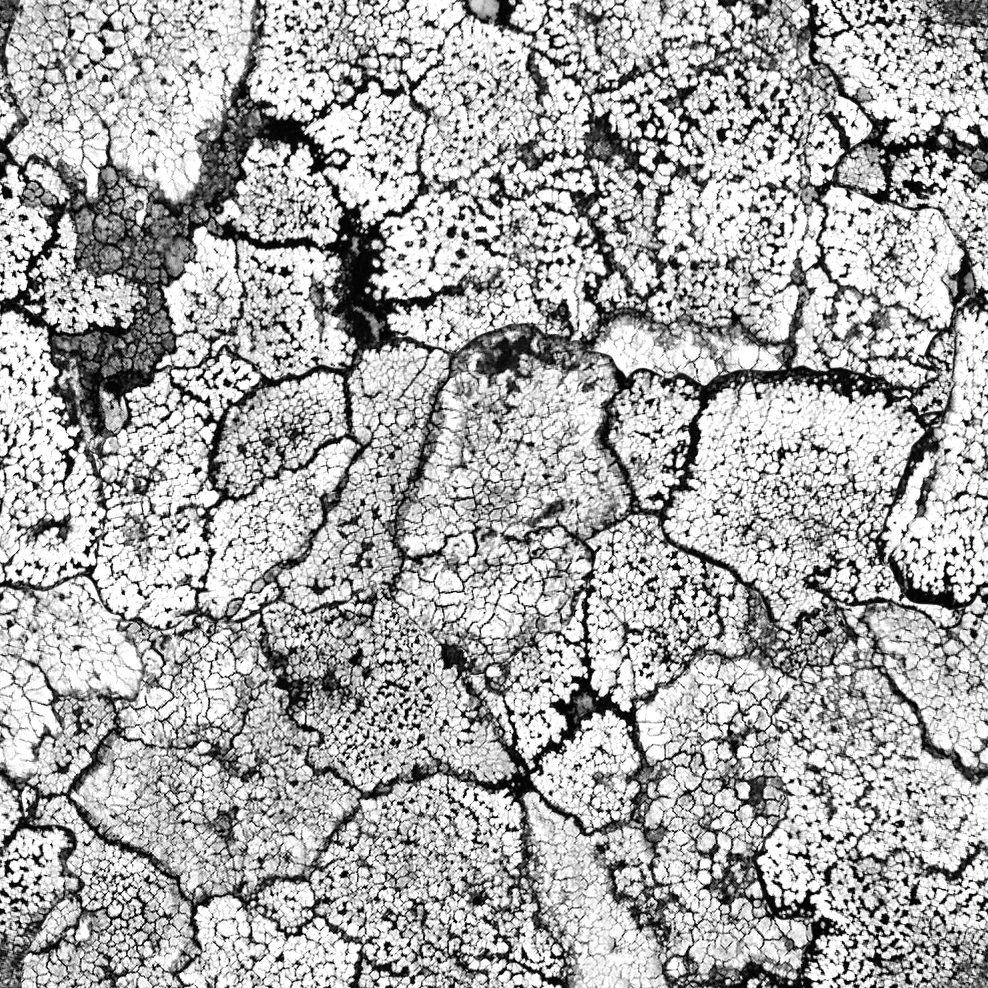 5800061 Liquen Black Essentia Wallpaper by Coordonné