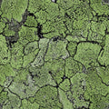 Liquen Green Essentia Wallpaper by Coordonné