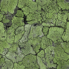 5800062 Liquen Green Essentia Wallpaper by Coordonné