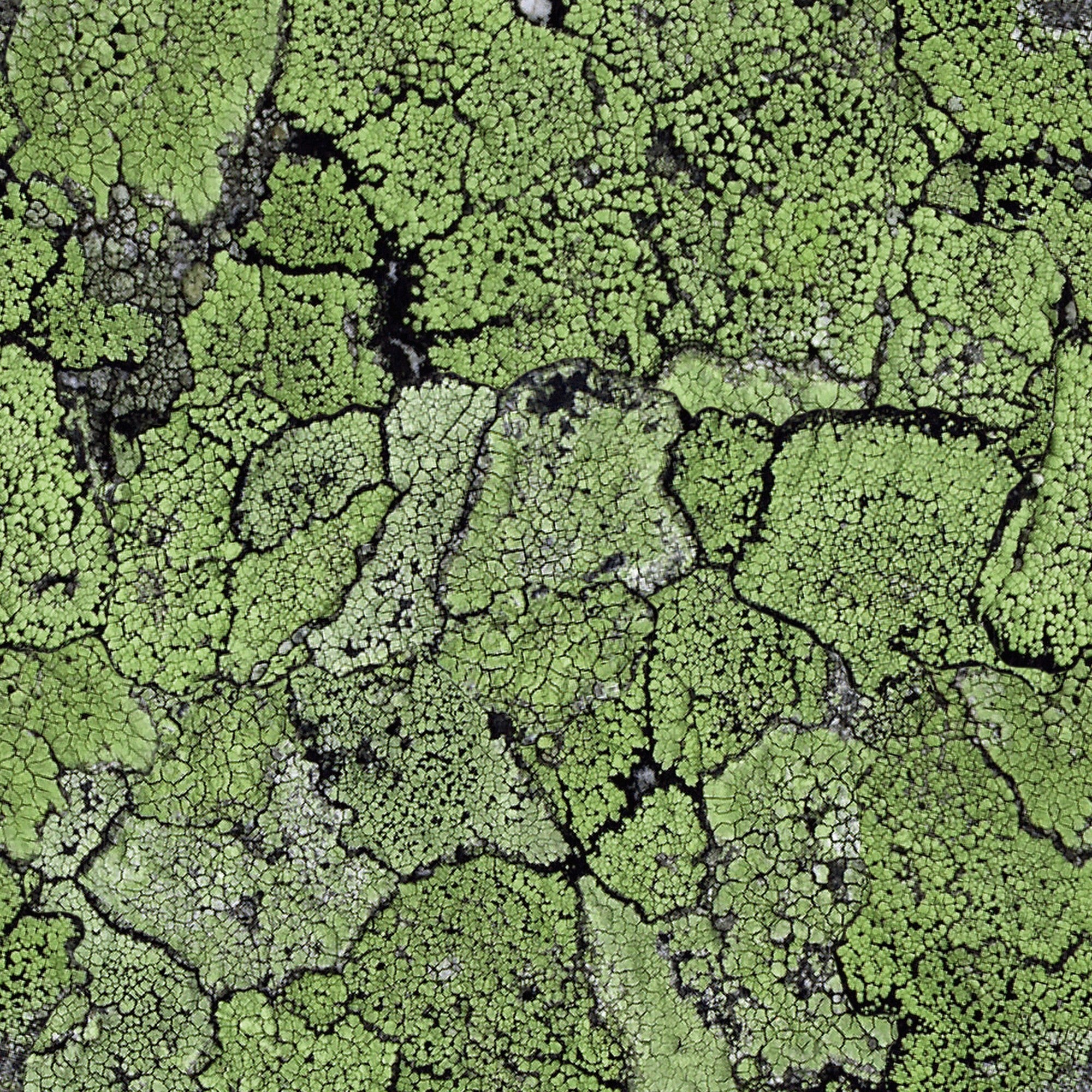 5800062 Liquen Green Essentia Wallpaper by Coordonné