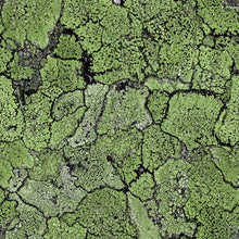 5800062 Liquen Green Essentia Wallpaper by Coordonné