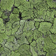 Liquen Green Essentia Wallpaper by Coordonné