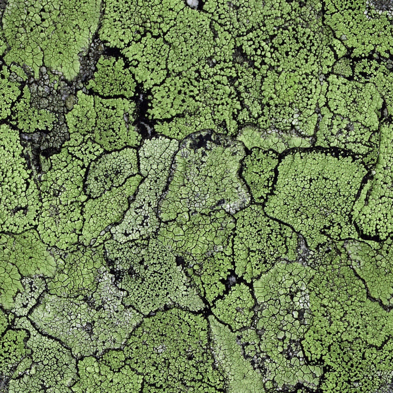 5800062 Liquen Green Essentia Wallpaper by Coordonné