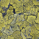 5800063 Liquen Original Essentia Wallpaper by Coordonné