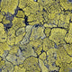 Liquen Original Essentia Wallpaper by Coordonné
