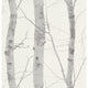 Birch Tree Paradisio Wallpaper By Erismann