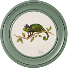 Punk Rocks Cleo on Chalk White Framed Art Prints by Brand McKenzie