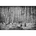 Broken Forest Black Mural by Coordonné