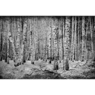 Broken Forest Black Random Papers Mural by Coordonné