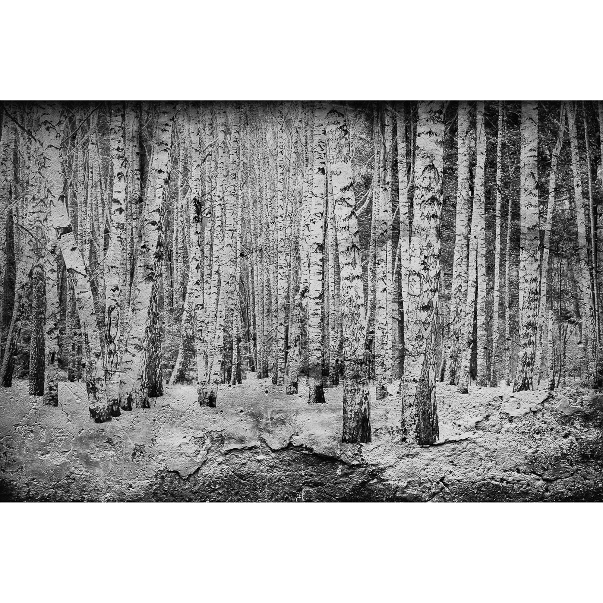 Broken Forest Black Random Papers Mural by Coordonné