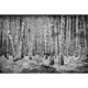 Broken Forest Black Random Papers Mural by Coordonné