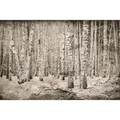Broken Forest Sepia Mural by Coordonné