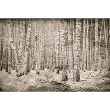 Broken Forest Sepia Random Papers Mural by Coordonné