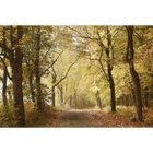 Woods October Path  Random Papers Mural by Coordonné
