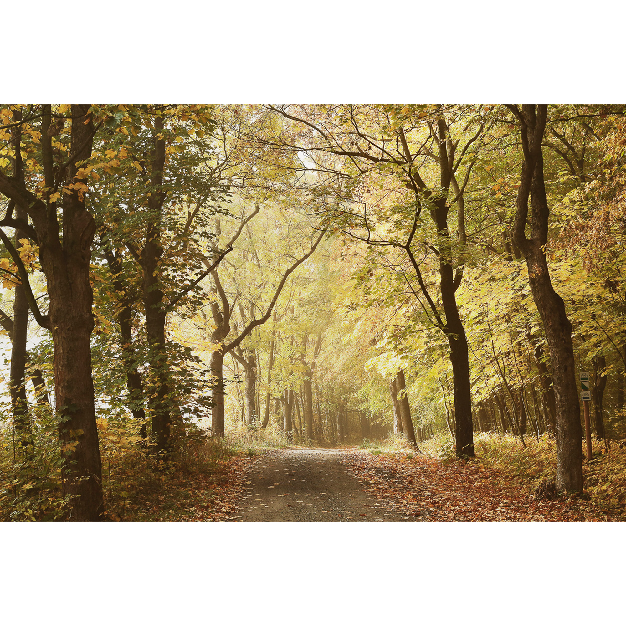 Woods October Path  Random Papers Mural by Coordonné