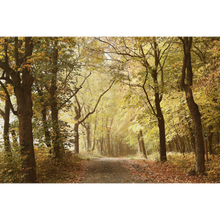 Woods October Path  Random Papers Mural by Coordonné