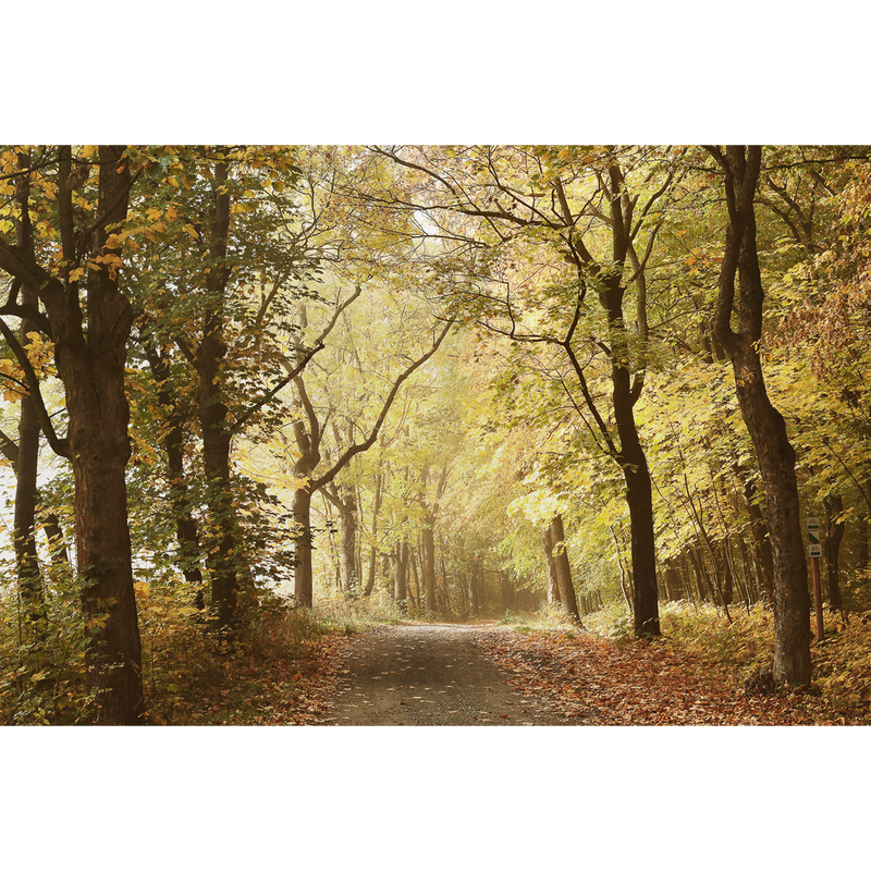Woods October Path  Random Papers Mural by Coordonné