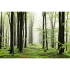 Woods Summer Path  Random Papers Mural by Coordonné