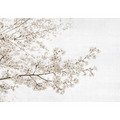 Blossom Almond Tree Grey Mural by Coordonné