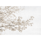 Blossom Almond Tree Grey Random Papers Mural by Coordonné