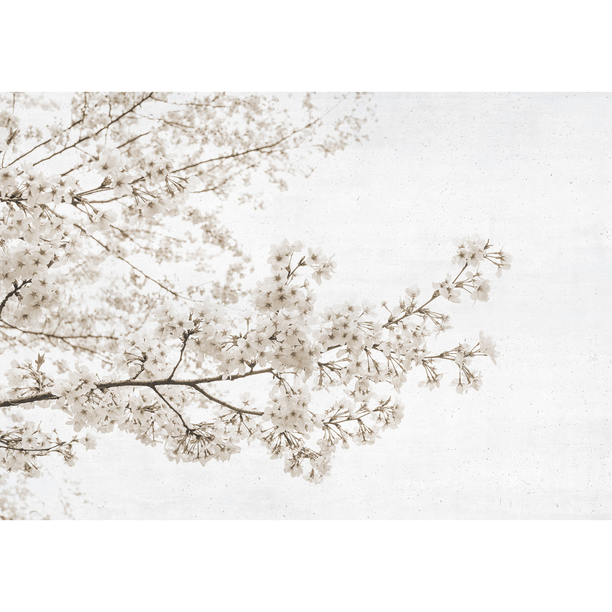 Blossom Almond Tree Grey Random Papers Mural by Coordonné