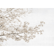 Blossom Almond Tree Grey Random Papers Mural by Coordonné