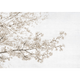 Blossom Almond Tree Grey Random Papers Mural by Coordonné