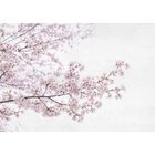 Blossom Almond Tree Pink Random Papers Mural by Coordonné