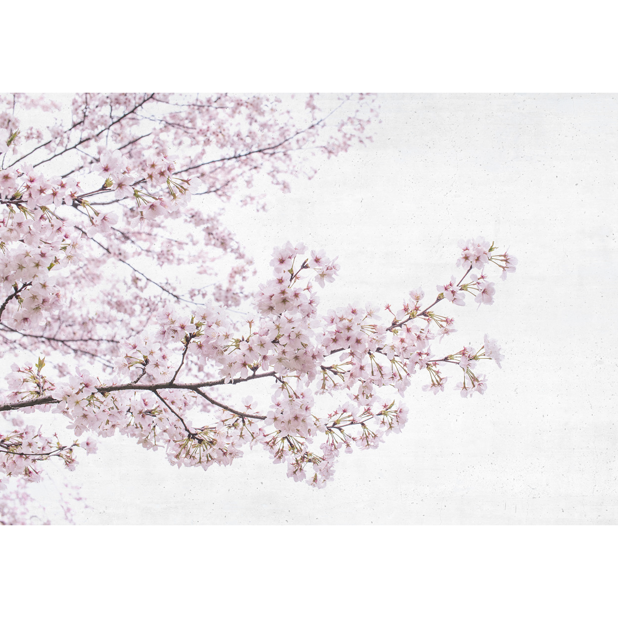 Blossom Almond Tree Pink Random Papers Mural by Coordonné