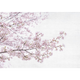 Blossom Almond Tree Pink Random Papers Mural by Coordonné