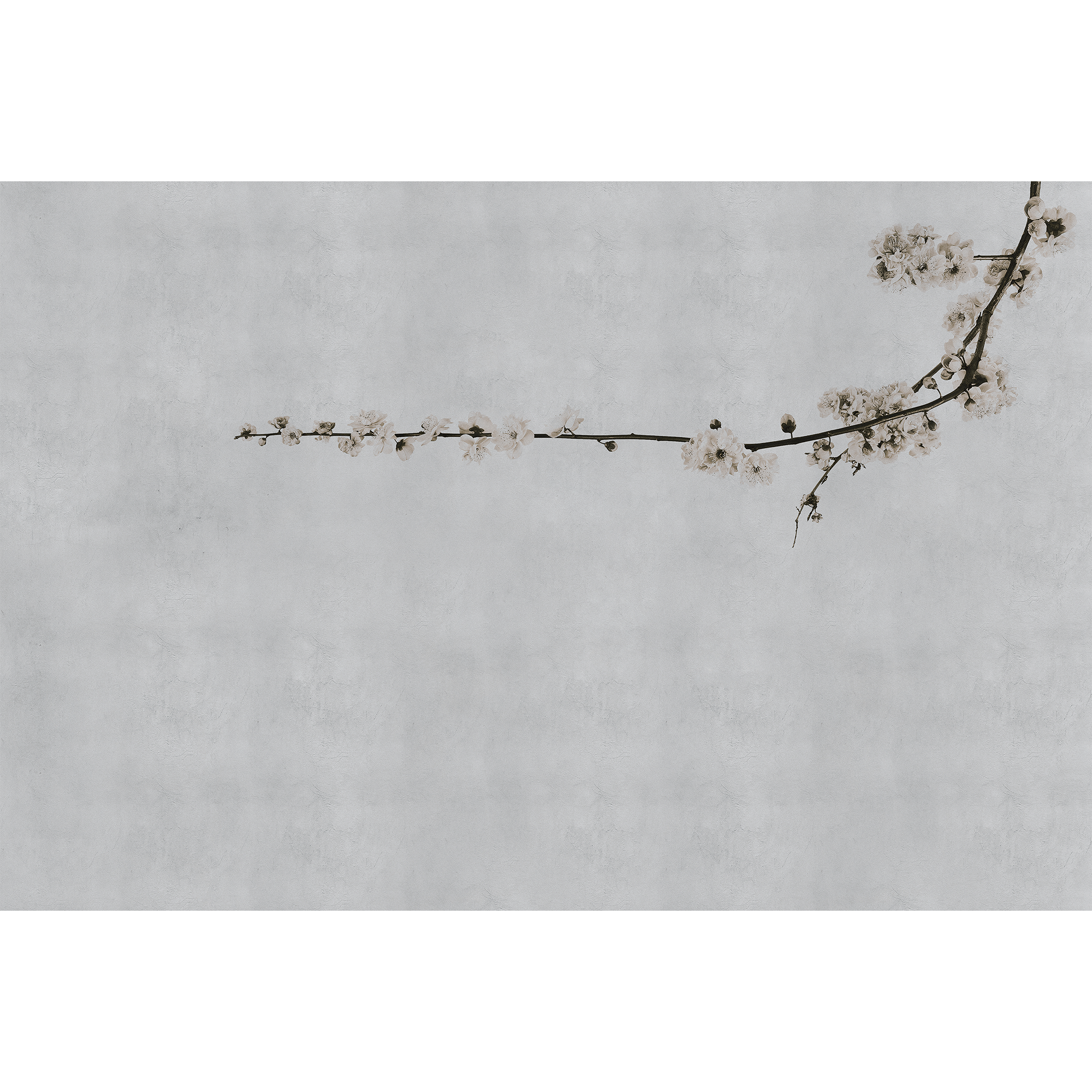Blossom Branch Grey Random Papers Mural by Coordonné