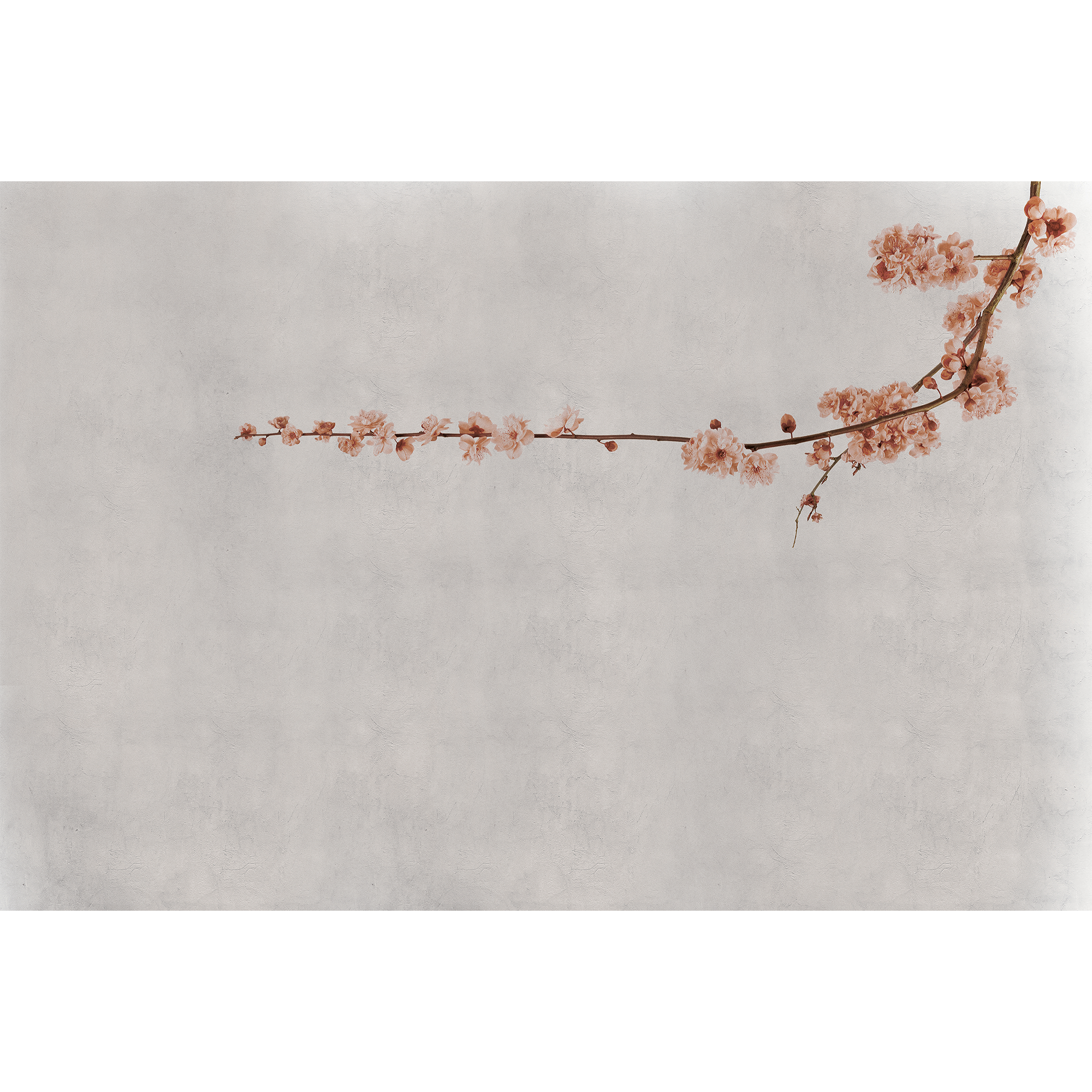 Blossom Branch Pink Random Papers Mural by Coordonné