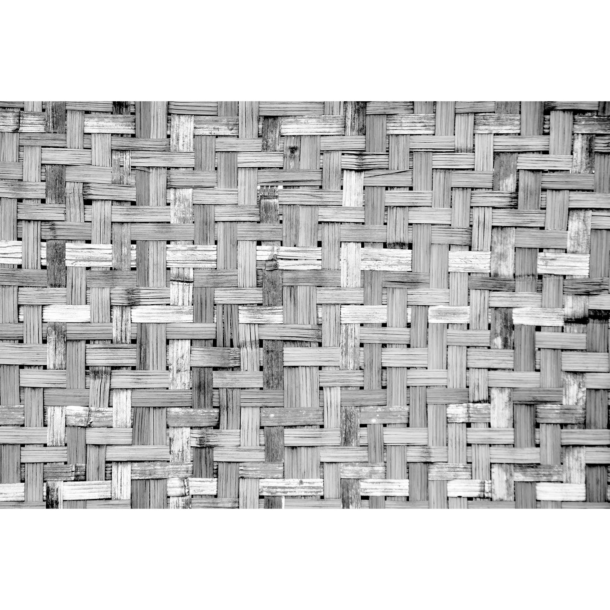 Palm Tree Frame Grey Random Papers Mural by Coordonné