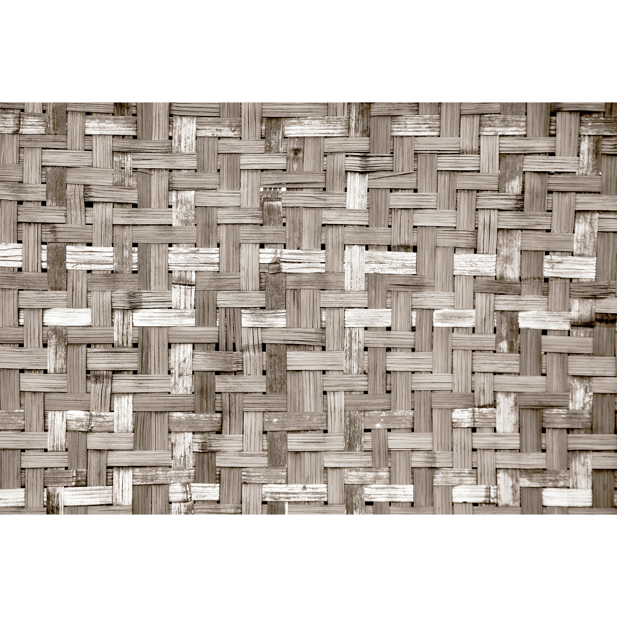 Palm Tree Frame Sepia Random Papers Mural by Coordonné