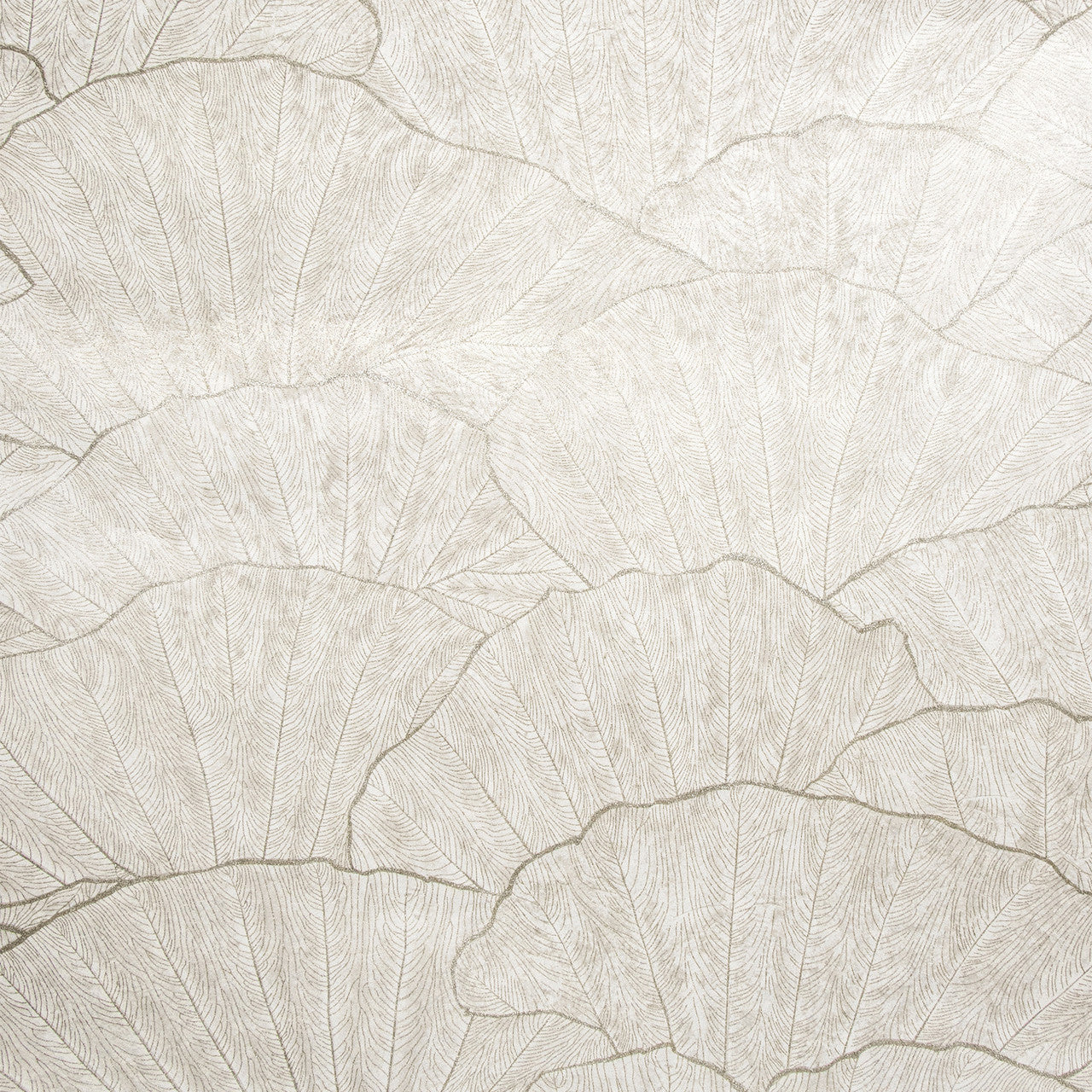 65004 Seashell Old White Feel Wallpaper By Hohenberger