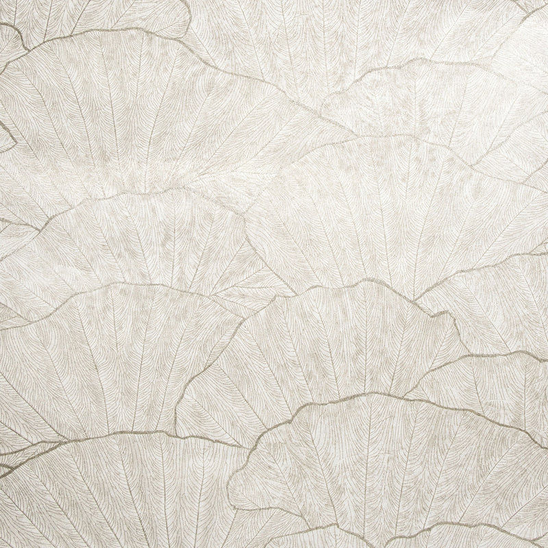 65004 Seashell Old White Feel Wallpaper By Hohenberger