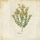 Botanical Drawing  Random Papers Mural by Coordonné
