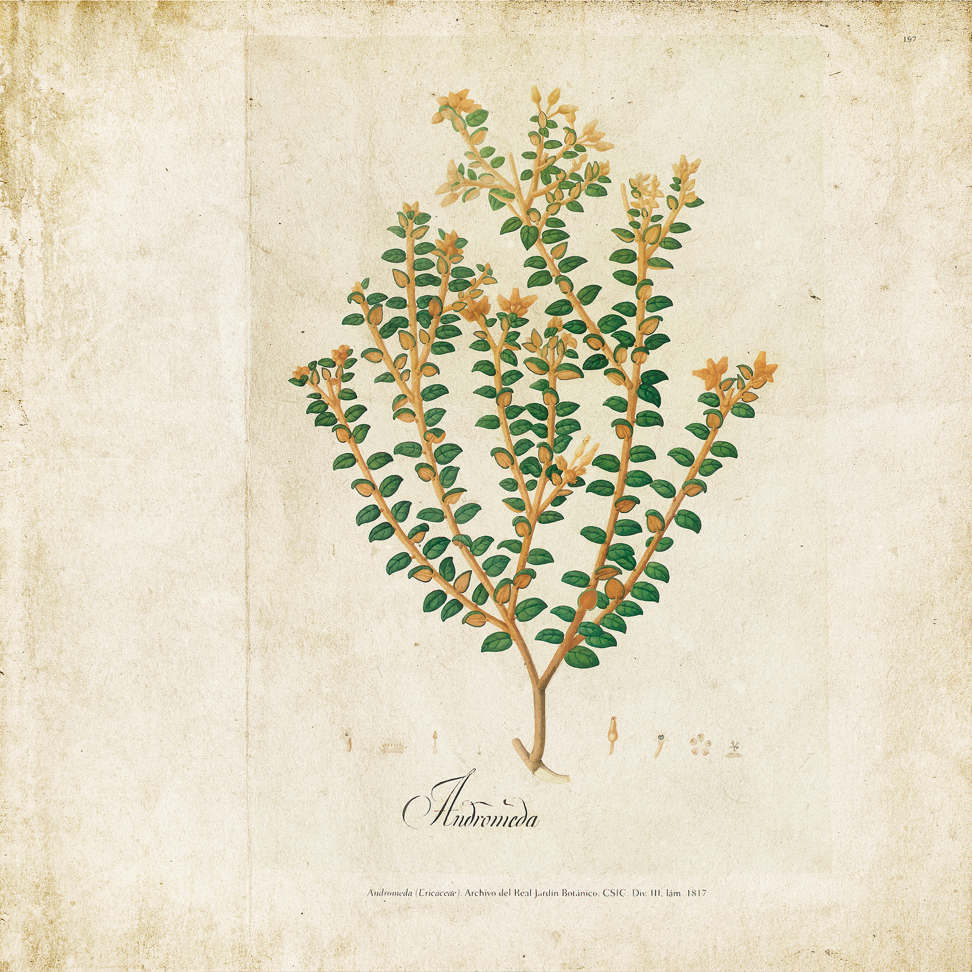 Botanical Drawing  Random Papers Mural by Coordonné