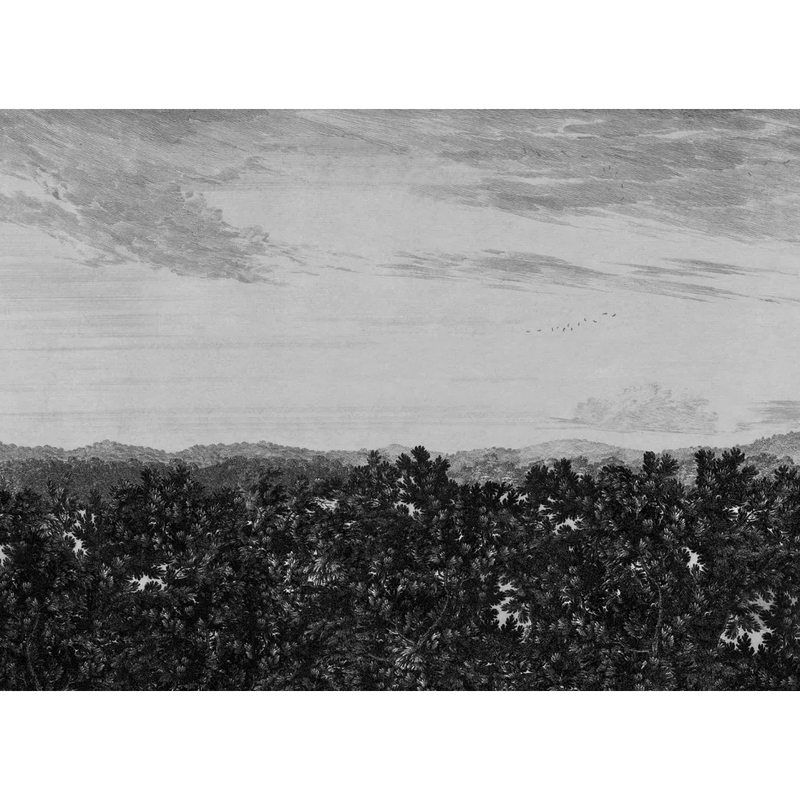 658-31 Graphite Oak View Sandberg Edition Mural by Sandberg