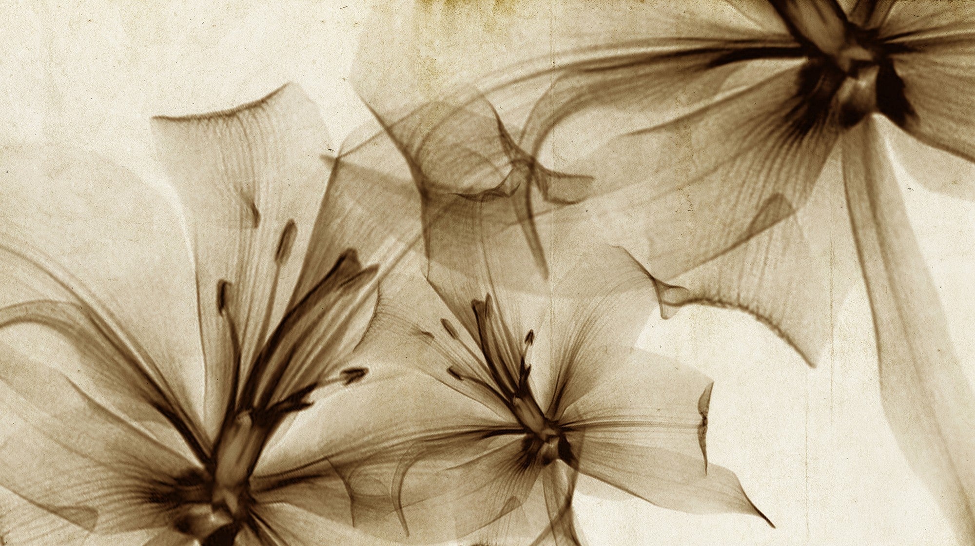 6800410 Gigant Flora Sepia Random Papers II Mural by Coordonné