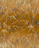 Meadow Grass Wallpaper by Clarissa Hulse