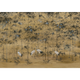 Garzas Clow (Ocre) Random Chinoiseries II Mural by Coordonné (400x280cm)