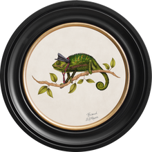 Punk Rocks Cleo on Chalk White Framed Art Prints by Brand McKenzie