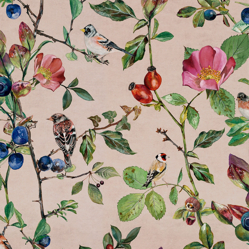 Goldfinch Song Blush Naturae Wallpaper by Coordonné