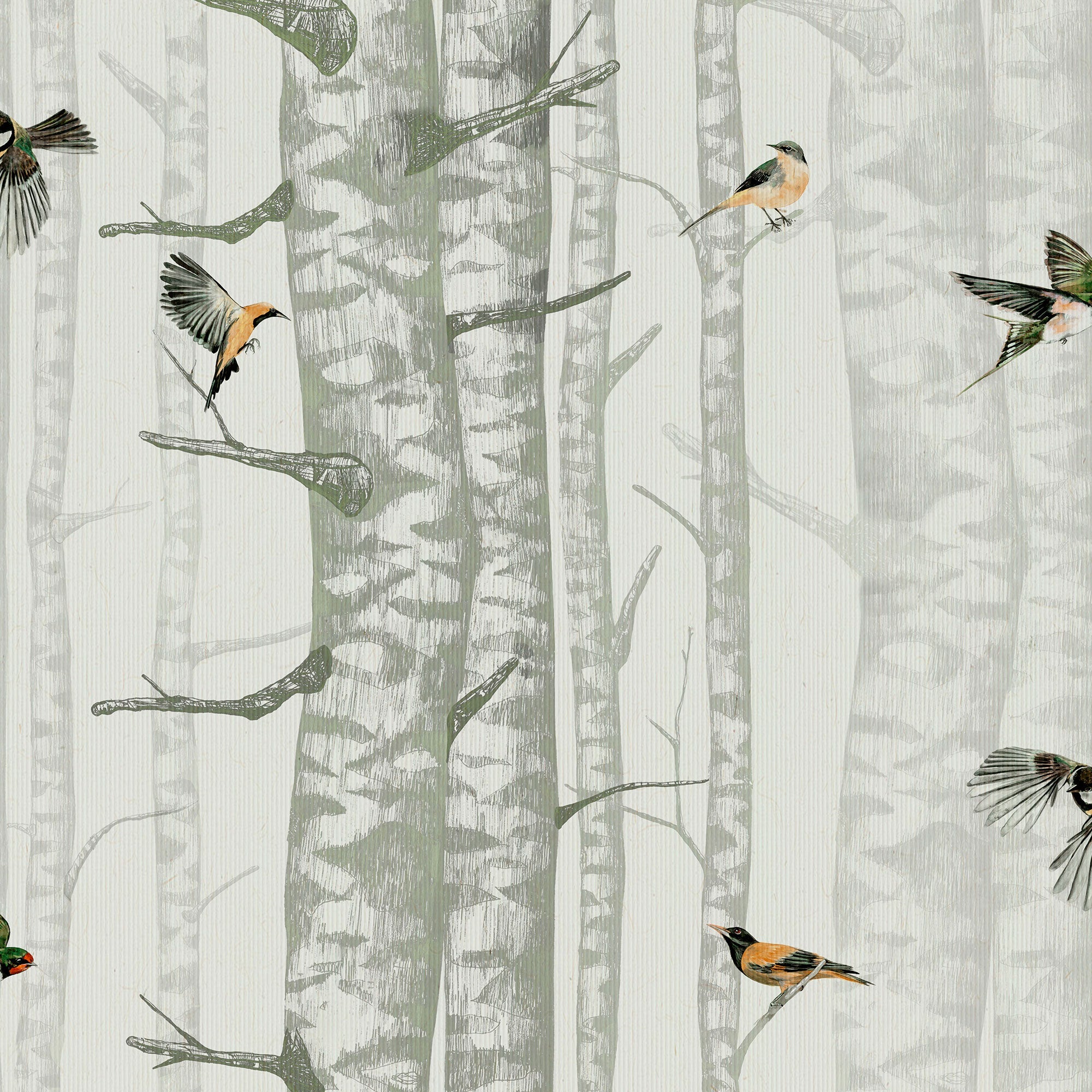 Birch Trees Silvester Naturae Wallpaper by Coordonné